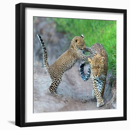 Leopard (Panthera Pardus) Family, Serengeti National Park, Tanzania-null-Framed Photographic Print