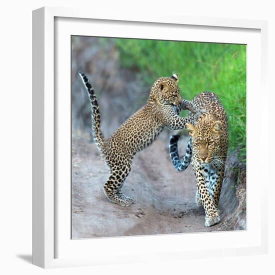 Leopard (Panthera Pardus) Family, Serengeti National Park, Tanzania-null-Framed Photographic Print