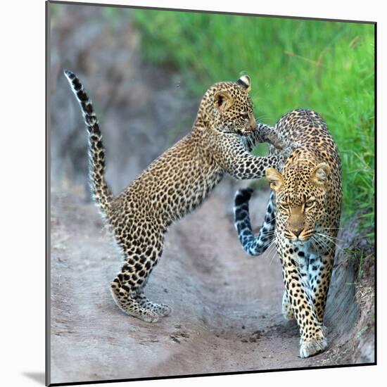 Leopard (Panthera Pardus) Family, Serengeti National Park, Tanzania-null-Mounted Photographic Print