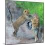 Leopard (Panthera Pardus) Family, Serengeti National Park, Tanzania-null-Mounted Photographic Print