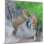 Leopard (Panthera Pardus) Family, Serengeti National Park, Tanzania-null-Mounted Photographic Print