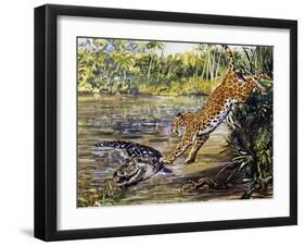 Leopard (Panthera Pardus), Felidae, Assaulting Black Caiman (Melanosuchus Niger), Alligatoridae-null-Framed Giclee Print