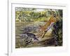 Leopard (Panthera Pardus), Felidae, Assaulting Black Caiman (Melanosuchus Niger), Alligatoridae-null-Framed Giclee Print