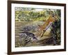 Leopard (Panthera Pardus), Felidae, Assaulting Black Caiman (Melanosuchus Niger), Alligatoridae-null-Framed Giclee Print