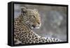 Leopard (Panthera pardus) female, Chobe National Park, Botswana-Ann and Steve Toon-Framed Stretched Canvas