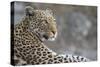 Leopard (Panthera pardus) female, Chobe National Park, Botswana-Ann and Steve Toon-Stretched Canvas