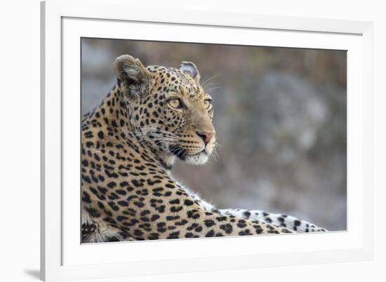 Leopard (Panthera pardus) female, Chobe National Park, Botswana-Ann and Steve Toon-Framed Photographic Print