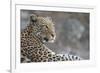 Leopard (Panthera pardus) female, Chobe National Park, Botswana-Ann and Steve Toon-Framed Photographic Print