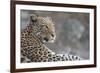 Leopard (Panthera pardus) female, Chobe National Park, Botswana-Ann and Steve Toon-Framed Photographic Print