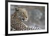 Leopard (Panthera pardus) female, Chobe National Park, Botswana-Ann and Steve Toon-Framed Photographic Print