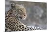 Leopard (Panthera pardus) female, Chobe National Park, Botswana-Ann and Steve Toon-Mounted Photographic Print