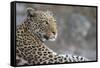 Leopard (Panthera pardus) female, Chobe National Park, Botswana-Ann and Steve Toon-Framed Stretched Canvas