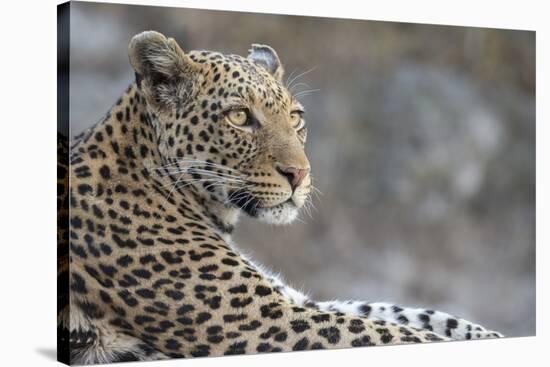 Leopard (Panthera pardus) female, Chobe National Park, Botswana-Ann and Steve Toon-Stretched Canvas