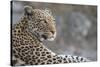 Leopard (Panthera pardus) female, Chobe National Park, Botswana-Ann and Steve Toon-Stretched Canvas