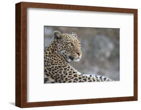 Leopard (Panthera pardus) female, Chobe National Park, Botswana-Ann and Steve Toon-Framed Photographic Print