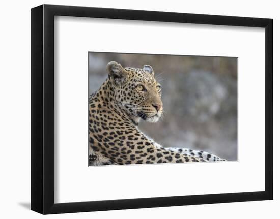 Leopard (Panthera pardus) female, Chobe National Park, Botswana-Ann and Steve Toon-Framed Photographic Print