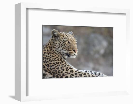 Leopard (Panthera pardus) female, Chobe National Park, Botswana-Ann and Steve Toon-Framed Photographic Print