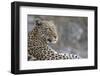 Leopard (Panthera pardus) female, Chobe National Park, Botswana-Ann and Steve Toon-Framed Photographic Print