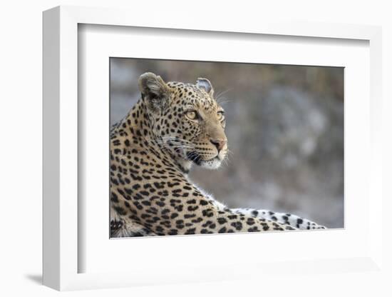 Leopard (Panthera pardus) female, Chobe National Park, Botswana-Ann and Steve Toon-Framed Photographic Print