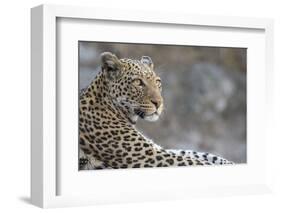 Leopard (Panthera pardus) female, Chobe National Park, Botswana-Ann and Steve Toon-Framed Photographic Print