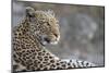 Leopard (Panthera pardus) female, Chobe National Park, Botswana-Ann and Steve Toon-Mounted Photographic Print