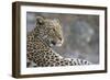 Leopard (Panthera pardus) female, Chobe National Park, Botswana-Ann and Steve Toon-Framed Photographic Print