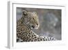 Leopard (Panthera pardus) female, Chobe National Park, Botswana-Ann and Steve Toon-Framed Photographic Print