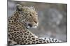 Leopard (Panthera pardus) female, Chobe National Park, Botswana-Ann and Steve Toon-Mounted Photographic Print