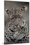 Leopard (Panthera pardus) Female grooming - Licking paw - Masai Mara, Kenya-Fritz Polking-Mounted Photographic Print