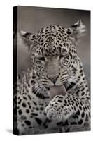Leopard (Panthera pardus) Female grooming - Licking paw - Masai Mara, Kenya-Fritz Polking-Stretched Canvas