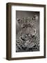 Leopard (Panthera pardus) Female grooming - Licking paw - Masai Mara, Kenya-Fritz Polking-Framed Photographic Print