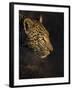 Leopard (Panthera Pardus) Female Head Profile In Early Morning Sunlight-Wim van den Heever-Framed Photographic Print