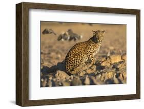 Leopard (Panthera pardus) female, Kgalagadi Transfrontier Park-Ann and Steve Toon-Framed Photographic Print