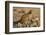 Leopard (Panthera pardus) female, Kgalagadi Transfrontier Park-Ann and Steve Toon-Framed Photographic Print