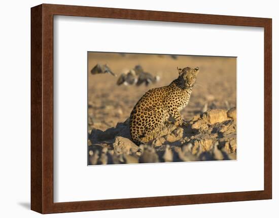 Leopard (Panthera pardus) female, Kgalagadi Transfrontier Park-Ann and Steve Toon-Framed Photographic Print