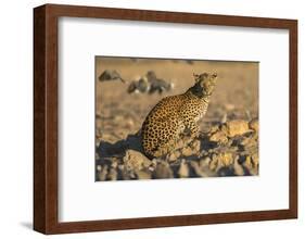 Leopard (Panthera pardus) female, Kgalagadi Transfrontier Park-Ann and Steve Toon-Framed Photographic Print