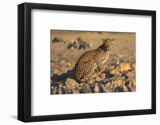 Leopard (Panthera pardus) female, Kgalagadi Transfrontier Park-Ann and Steve Toon-Framed Photographic Print