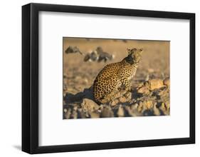 Leopard (Panthera pardus) female, Kgalagadi Transfrontier Park-Ann and Steve Toon-Framed Photographic Print