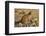 Leopard (Panthera pardus) female, Kgalagadi Transfrontier Park-Ann and Steve Toon-Framed Photographic Print