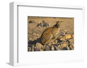 Leopard (Panthera pardus) female, Kgalagadi Transfrontier Park-Ann and Steve Toon-Framed Photographic Print