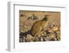 Leopard (Panthera pardus) female, Kgalagadi Transfrontier Park-Ann and Steve Toon-Framed Photographic Print