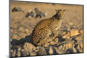 Leopard (Panthera pardus) female, Kgalagadi Transfrontier Park-Ann and Steve Toon-Mounted Photographic Print