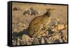 Leopard (Panthera pardus) female, Kgalagadi Transfrontier Park-Ann and Steve Toon-Framed Stretched Canvas