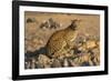 Leopard (Panthera pardus) female, Kgalagadi Transfrontier Park-Ann and Steve Toon-Framed Photographic Print