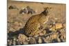 Leopard (Panthera pardus) female, Kgalagadi Transfrontier Park-Ann and Steve Toon-Mounted Photographic Print