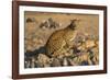 Leopard (Panthera pardus) female, Kgalagadi Transfrontier Park-Ann and Steve Toon-Framed Photographic Print