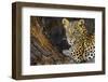 Leopard (Panthera pardus) female, Kgalagadi Transfrontier Park-Ann and Steve Toon-Framed Photographic Print