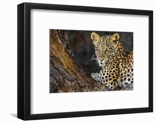 Leopard (Panthera pardus) female, Kgalagadi Transfrontier Park-Ann and Steve Toon-Framed Photographic Print