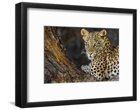Leopard (Panthera pardus) female, Kgalagadi Transfrontier Park-Ann and Steve Toon-Framed Photographic Print