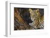 Leopard (Panthera pardus) female, Kgalagadi Transfrontier Park-Ann and Steve Toon-Framed Photographic Print